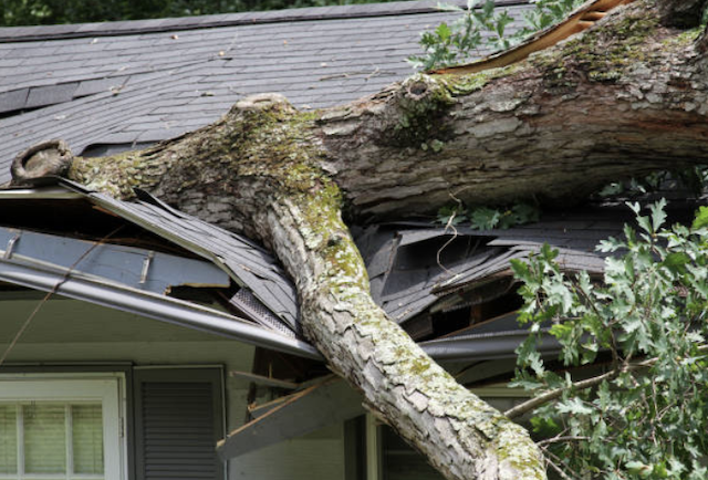 fallen tree home