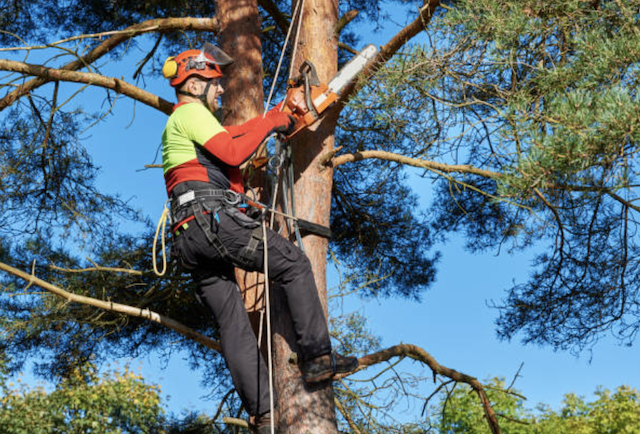 tree trimming suffolk ny
