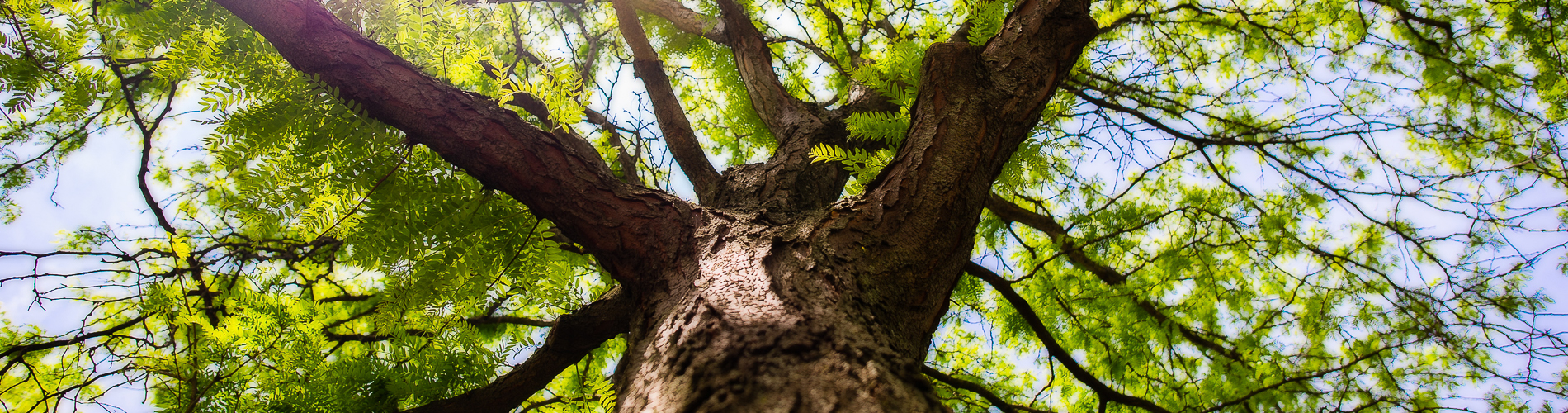 SFC Tree Care