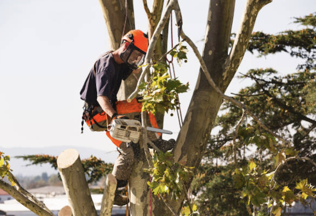 tree removal suffolk
